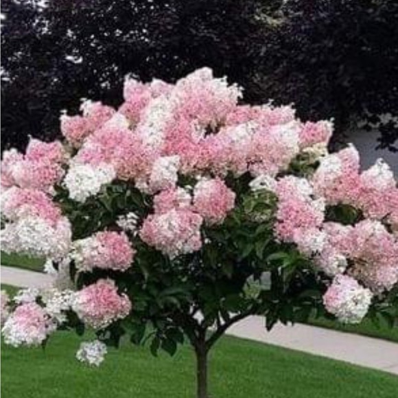 Meet your Posher, Irena - Picture 5 of 7